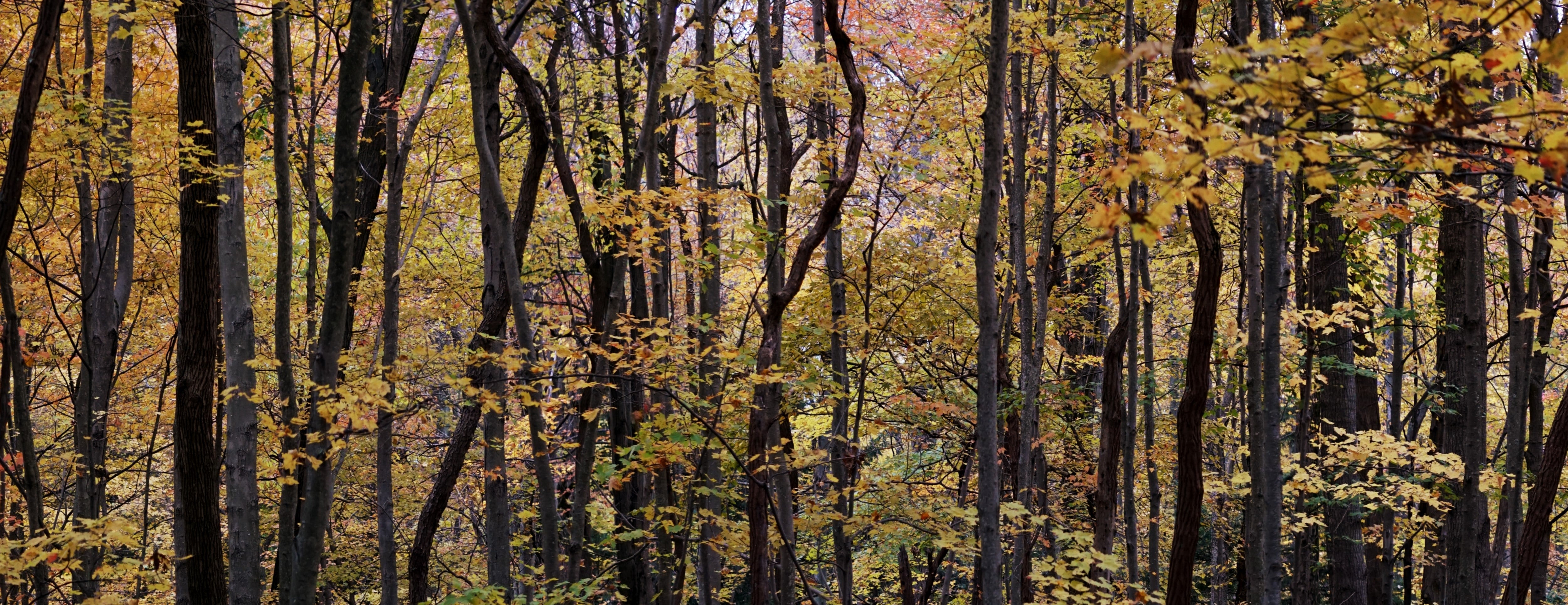 Gibbs Archery