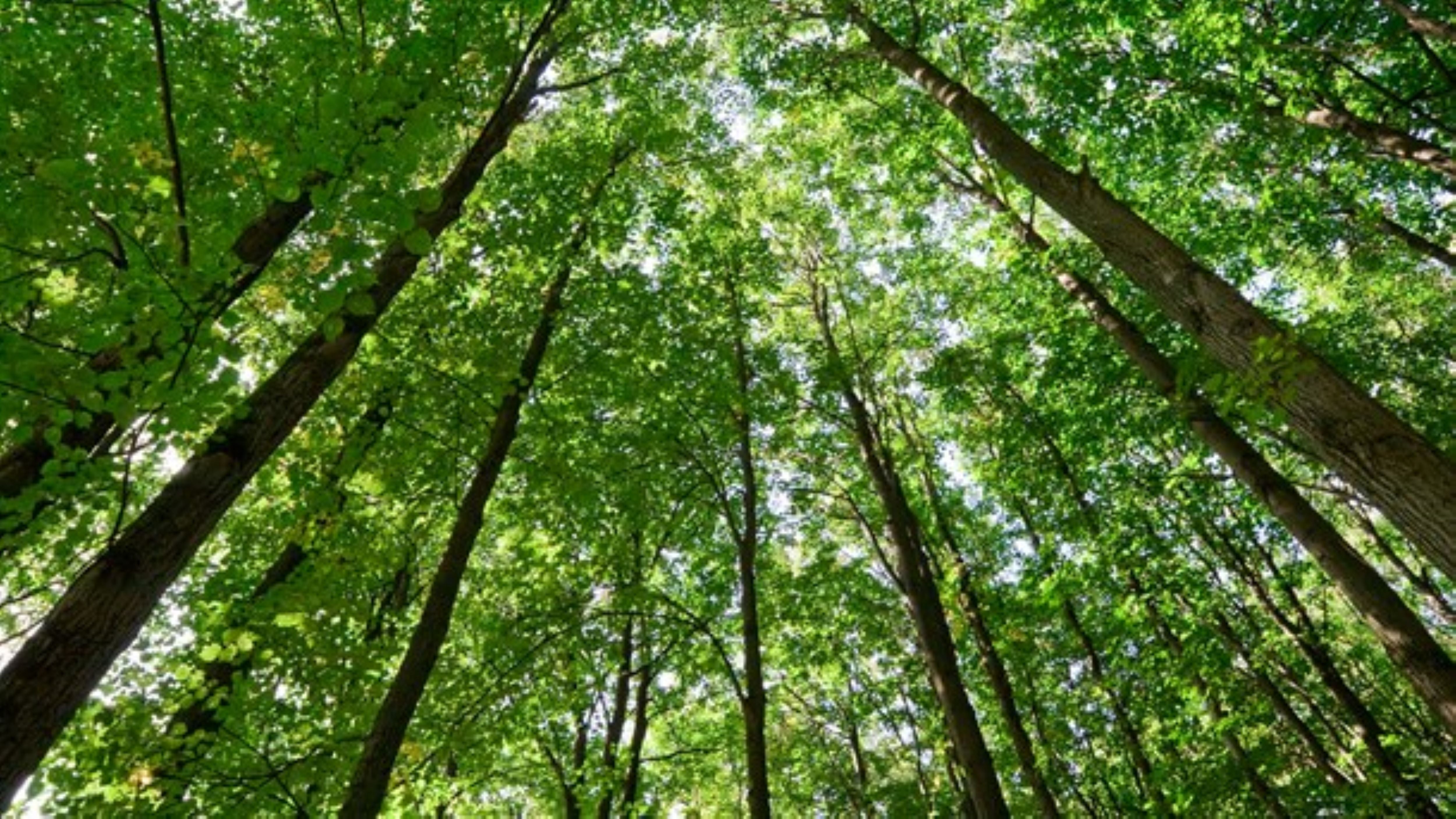 Primal Treestands